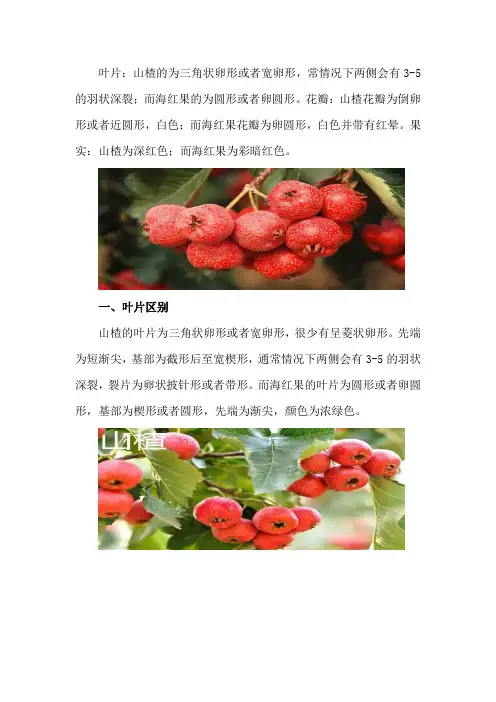 山楂和海红果的区别