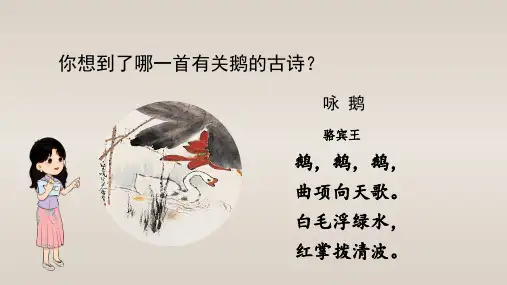  白鹅PPT课件