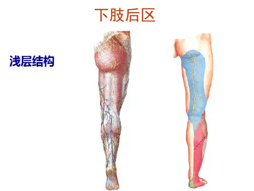 下肢后区