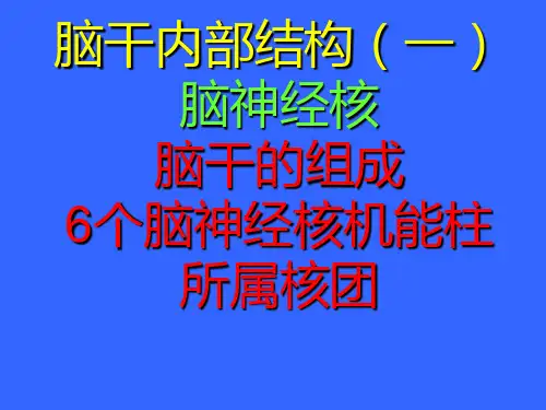 脑干