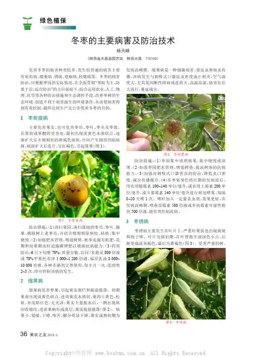 冬枣的主要病害及防治技术