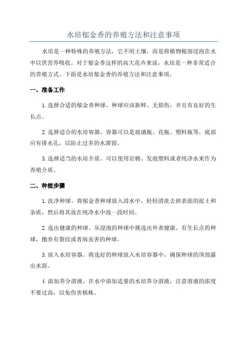 水培郁金香的养殖方法和注意事项