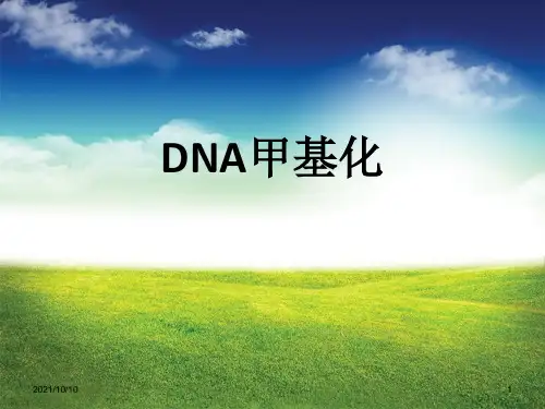 DNA 甲基化