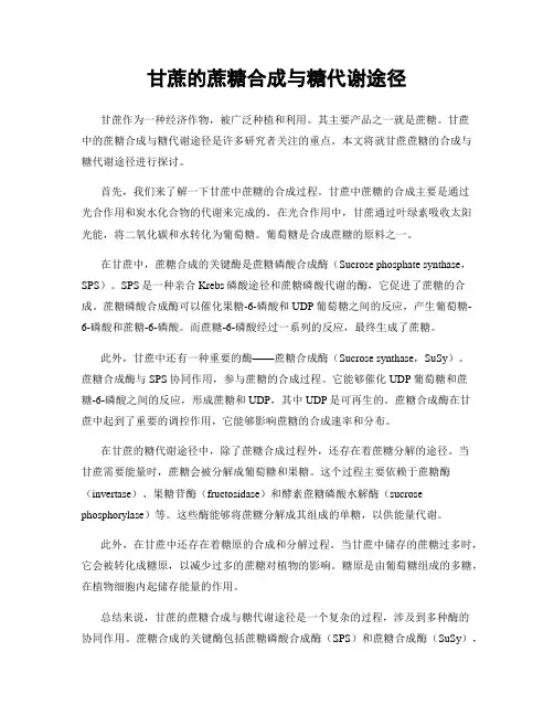 甘蔗的蔗糖合成与糖代谢途径