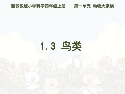 苏教版小学科学鸟类课件(共24张)