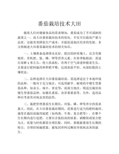 番茄栽培技术大田