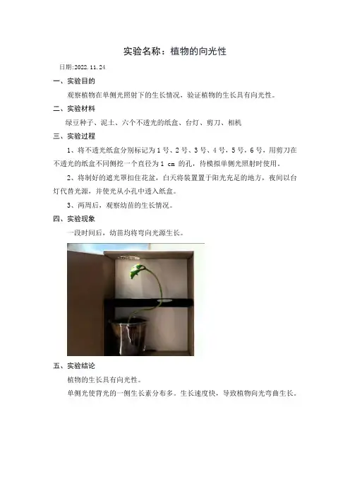 植物的向光性
