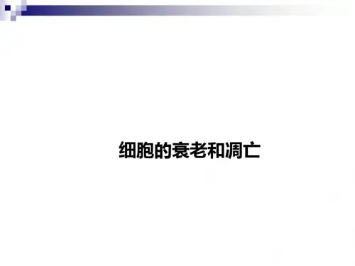 中图版必修一 细胞的衰老和凋亡 课件 (16张)