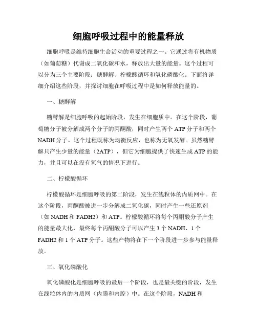 细胞呼吸过程中的能量释放