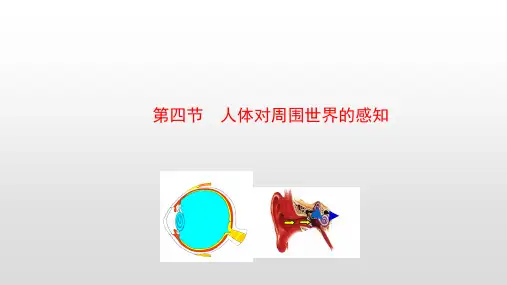 人体对周围世界的感知课件济南版生物七年级下册