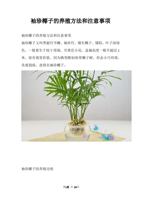 袖珍椰子的养殖方法和注意事项