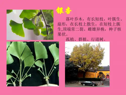 园林植物形态特征及园林用途ppt课件