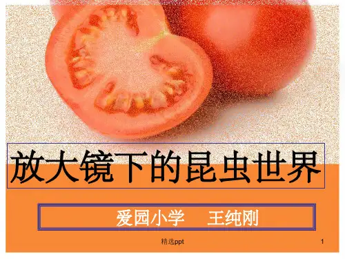 教科版科学《放大镜下的昆虫世界》pptppt课件