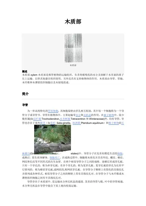 木质部