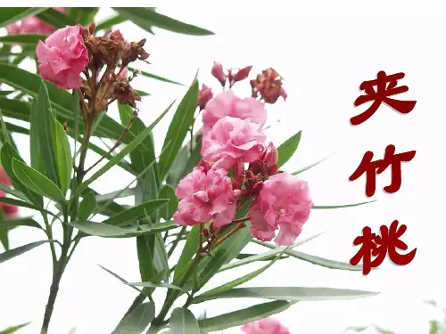 苏教版六年级语文下册课件-19夹竹桃PPT课件