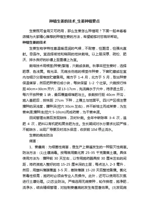 种植生姜的技术_生姜种植要点