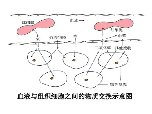 血液与组织细胞之间的物质交换示意图PowerPoint 演示文稿