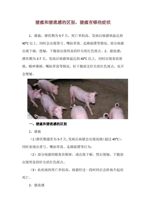 猪瘟和猪流感的区别,猪瘟有哪些症状