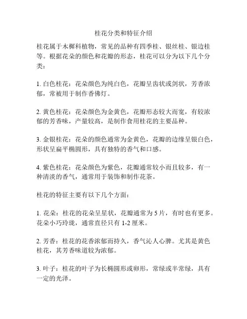 桂花分类和特征介绍