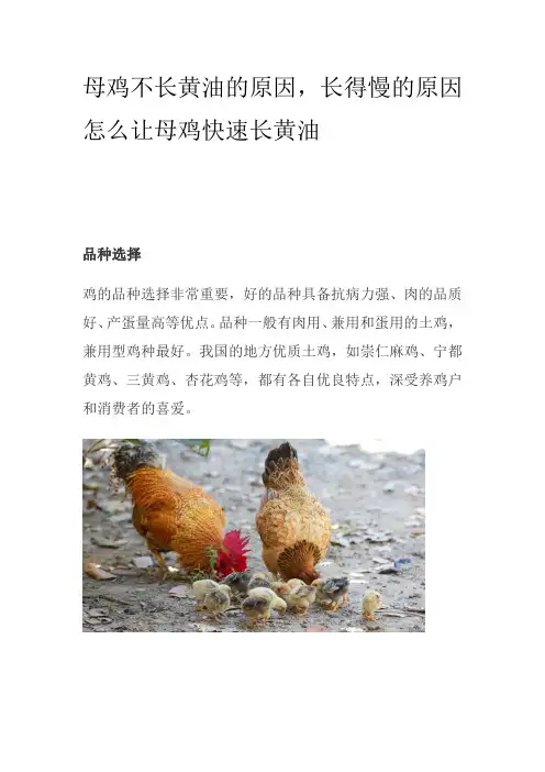 母鸡不长黄油的原因,长得慢的原因怎么让母鸡快速长黄油