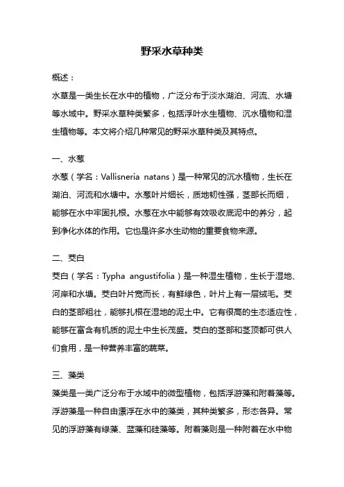 野采水草种类