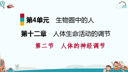 七年级生物第二节 第1课时 脊髓和脑