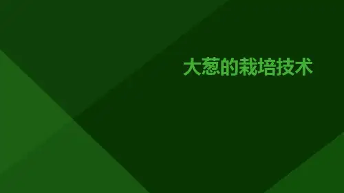 大葱的栽培技术