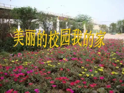 美丽的校园我的家(学生)-课件