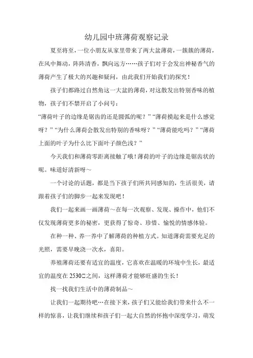 幼儿园中班薄荷观察记录