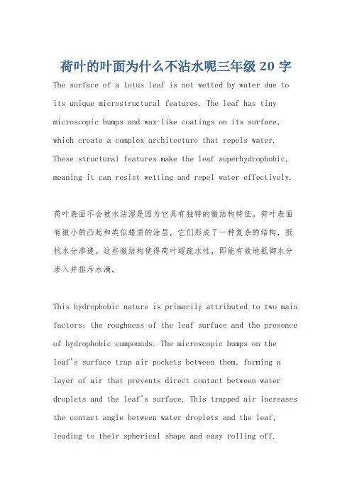 荷叶的叶面为什么不沾水呢三年级20字