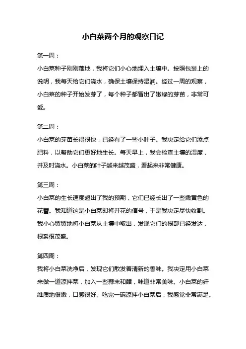 小白菜两个月的观察日记