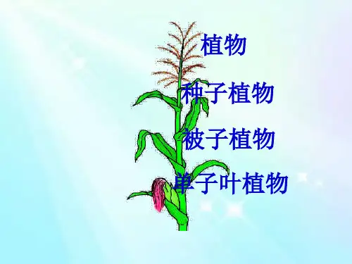 人教版初中生物八年级上册  6.1.2 从种到界 课件 (共32张PPT)