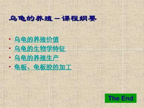 乌龟的养殖.ppt