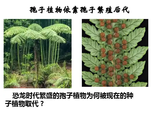 种子植物ppt课件