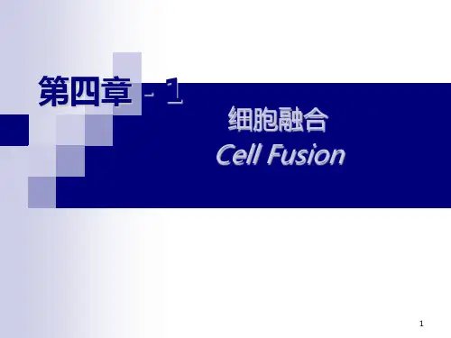 细胞融合的方法、过程和影响因素PPT课件