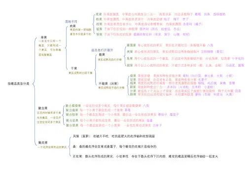 果实类型(彩色,简洁)