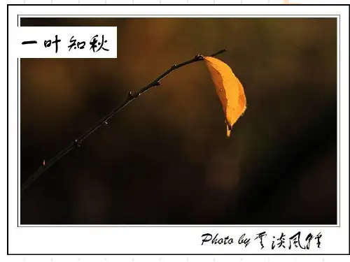 一叶知秋  以小细节见大ppt