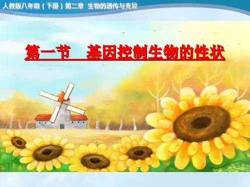 生物八年级人教版下册7.1.1基因控制生物的性状(共33张PPT)
