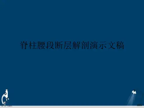 脊柱腰段断层解剖演示文稿