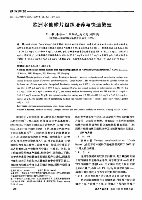 欧洲水仙鳞片组织培养与快速繁殖
