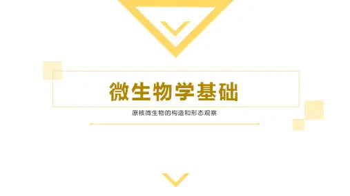 细菌的形态构造和观察--项目实训：革兰氏染色法