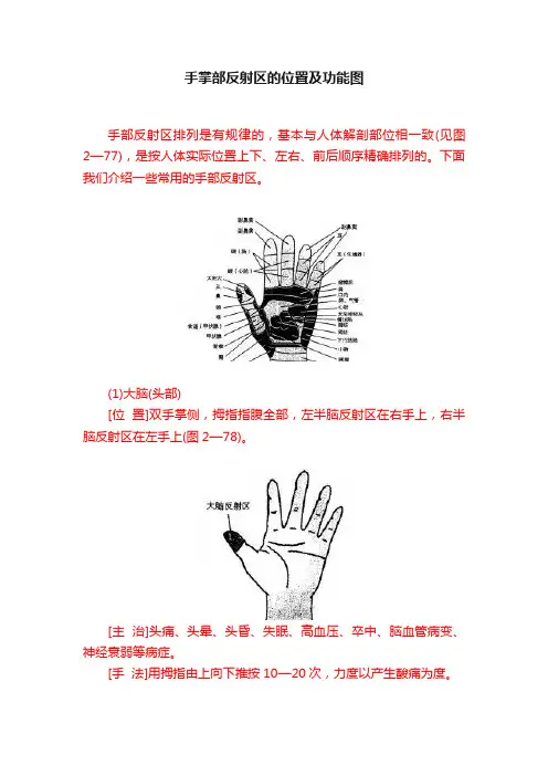 手掌部反射区的位置及功能图