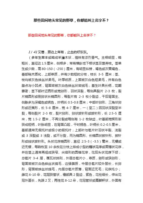 那些田间地头常见的野草，你都能叫上名字不？