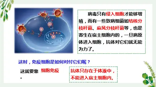 特异性免疫(第2课时)课件2022-2023学年高二上学期生物人教版选择性必修1