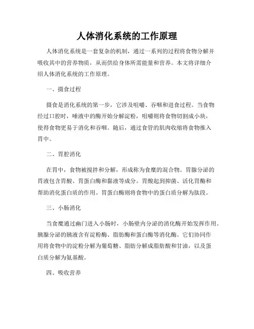 人体消化系统的工作原理