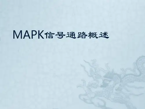 哺乳动物的三条mapk信号通路途经概述