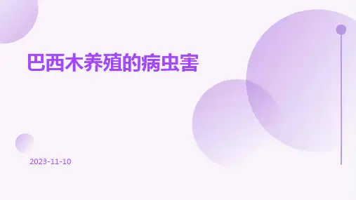 巴西木养殖的病虫害