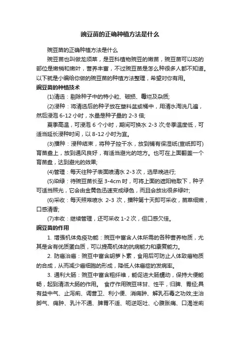 豌豆苗的正确种植方法是什么