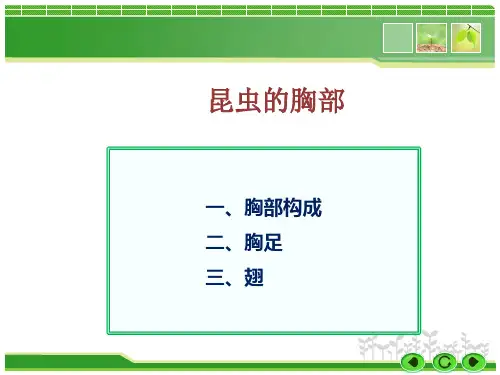昆虫的胸部PPT