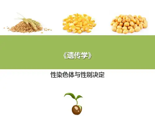 连锁交换定律—性别决定与性连锁(普通遗传学课件)